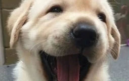 OUI