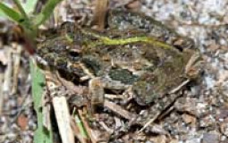 Frog with hats