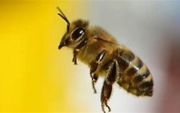 INSECTE