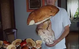 Server