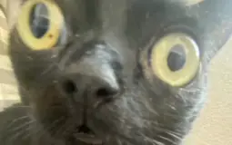 asd
