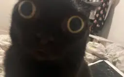 Fart