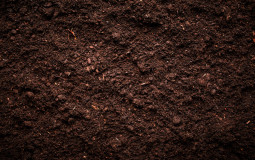 Dirt