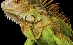 Ranking the types of reptiles