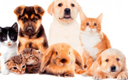 Pets