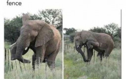 Serengeti Animals + more