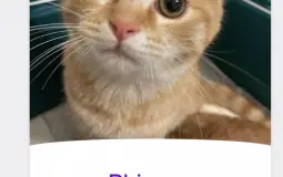 silly cats