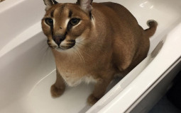 Meme cats