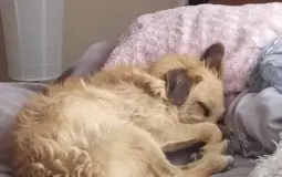 Cutest animals of all time