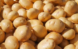 Potato