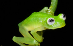 Frogs Tier List