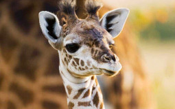 Cutest Baby Animals