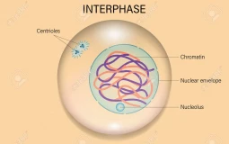 cell cycle and mitosis