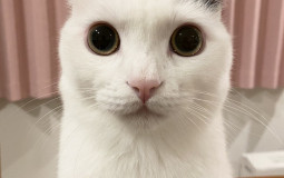 Personal Ramen Tier List