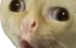 Discord Cats