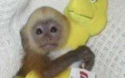 ESCOLHA 5 PRA TE DEFENDER E O RESTO TENTARÁ TE MATAR