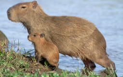 Capybara Tier List