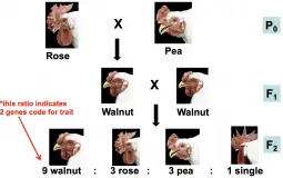 Passenger/Driving Tier List