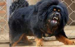 Big Dog breeds
