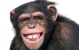 Jacob's Monkey Tier List