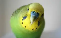 top 10 animais