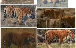 My favorite animals