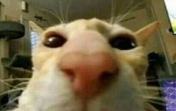 cats