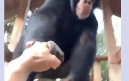 oo oo ah ah monke