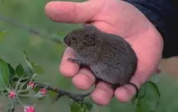 Small Animal Friendship