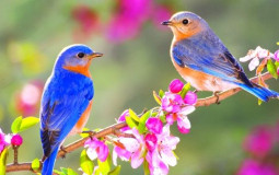 aaaa