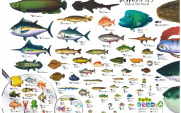 Animal Crossing New Horizons Fishs