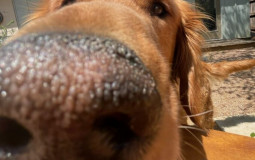 Pets4