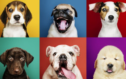 LA MIGLIOR E LA PEGGIOR RAZZA DI CANE