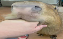 BAD Tierlist