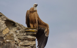 Ultimate Bird