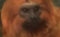 fart