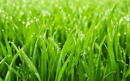 Types of Grasses