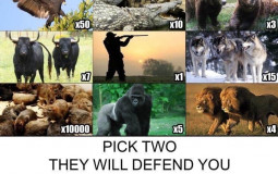 Animal Warfare