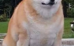twitch emote