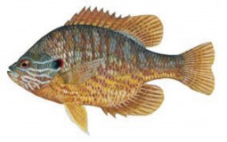 Freshwater