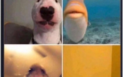 Shabs en commun
