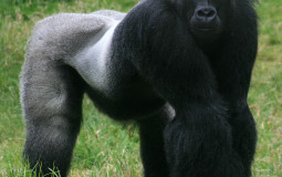 Animals that i could fuck up or could fuck me up