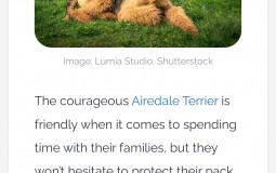 Doggos