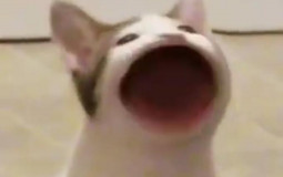 Frend tier lisst
