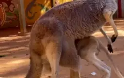 terrera