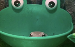 frogs