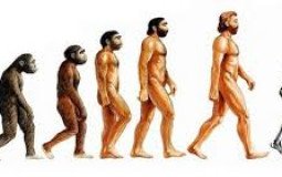 general homosapiens tier list