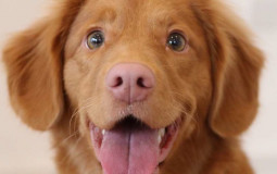 Chip names as dog names