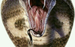 Snake tier list