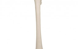 BONES